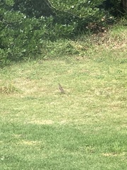 Turdus philomelos clarkei