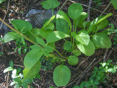 Valeriana occidentalis