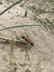 Myrmecia nigriscapa