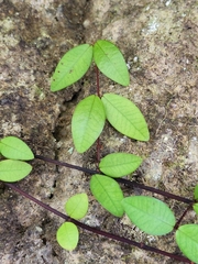 Metrosideros fulgens