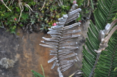 Blechnum parrisiae
