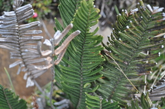 Blechnum parrisiae