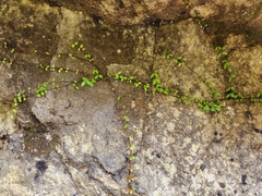 Metrosideros fulgens