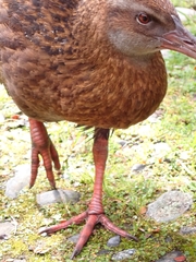 Gallirallus australis australis