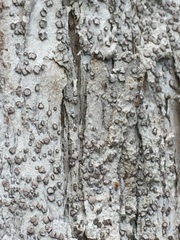 Lecanactis subfarinosa