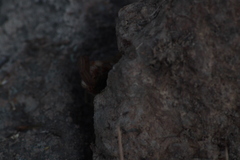 Centruroides ornatus