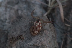 Centruroides ornatus