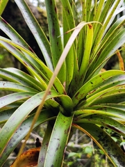 Dracophyllum elegantissimum