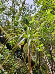 Dracophyllum elegantissimum