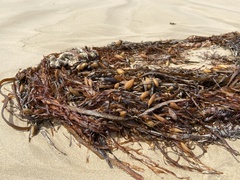 Phyllospora comosa