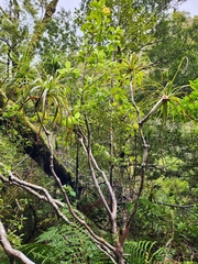 Dracophyllum elegantissimum