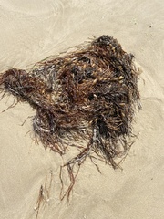 Phyllospora comosa