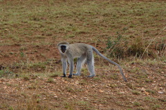 Chlorocebus pygerythrus hilgerti