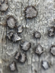 Lecanactis subfarinosa