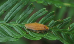 Ellipsidion humerale
