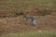 Chlorocebus pygerythrus hilgerti