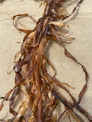 Phyllospora comosa