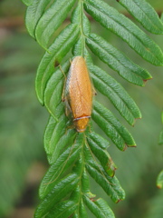 Ellipsidion humerale
