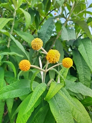 Buddleja globosa