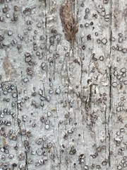 Lecanactis subfarinosa