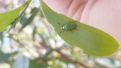 Calomela pallida