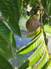 Annona