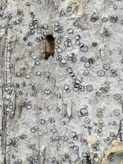 Lecanactis subfarinosa