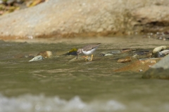 Actitis macularius
