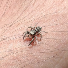 Habronattus klauseri