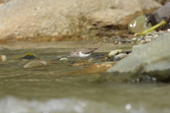 Actitis macularius