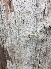 Lecanactis subfarinosa