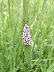 Utetheisa pulchelloides