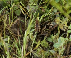 Austroicetes