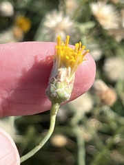 Bebbia juncea juncea