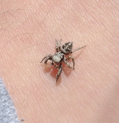Habronattus klauseri