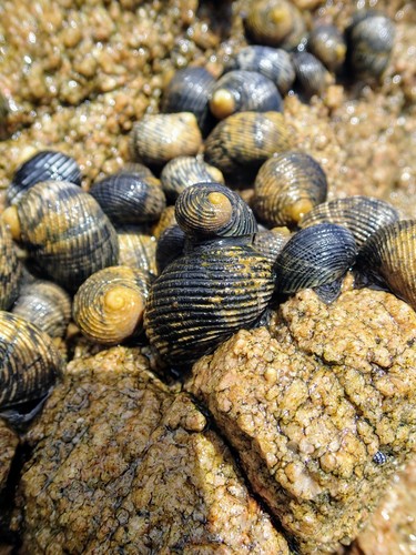 Nerita scabricosta