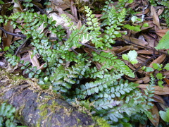 Blechnum filiforme