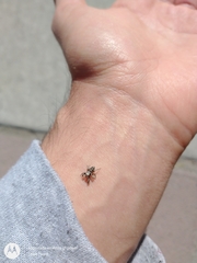 Habronattus klauseri