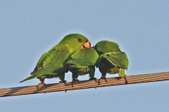 Psittacara holochlorus