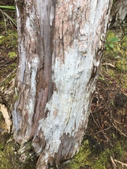 Lecanactis subfarinosa