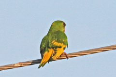 Psittacara holochlorus