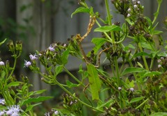 Pseudovates chlorophaea