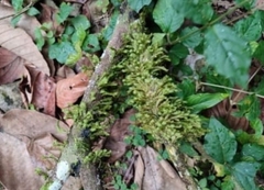 Eurhynchium striatum