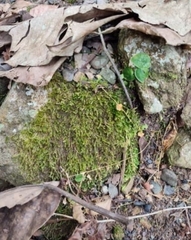 Eurhynchium striatum