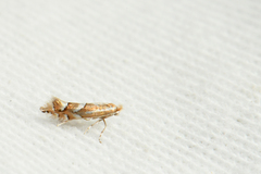 Phyllonorycter