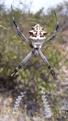 Argiope argentata
