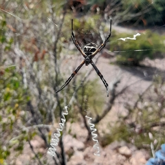 Argiope argentata