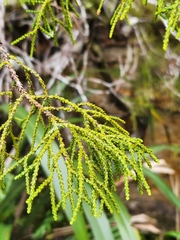 Lepidothamnus intermedius