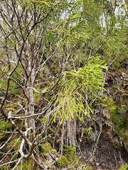 Lepidothamnus intermedius