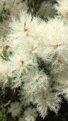 Melaleuca linariifolia